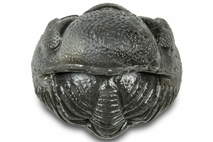 Wide Enrolled Morocops Trilobite - Morocco #310742